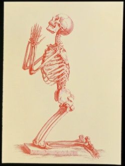 Engraving of praying male skeleton by Cheselden Engraving of praying male skeleton by Cheselden