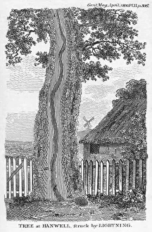 Prints of Engraving depicting a tree that had split after being hit by lightning at Hanwell, west London Images Dated 2010 November: Engraving of a tree split by lightning, Print