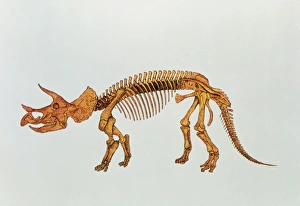 Enhanced image of a Triceratops dinosaur skeleton Enhanced image of a Triceratops dinosaur skeleton