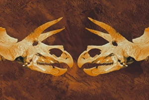 Enhanced image of Triceratops dinosaur skulls Enhanced image of Triceratops dinosaur skulls