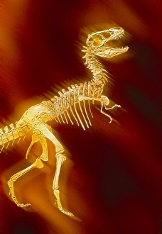 Enhanced image of a Tyrannosaurus rex skeleton Enhanced image of a Tyrannosaurus rex skeleton