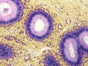Epididymis Print, x120 Magnification