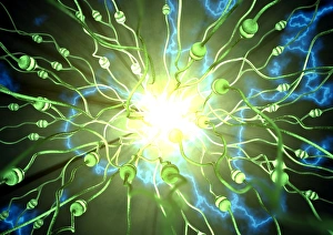 Prints of Epilepsy. Conceptual computer artwork of a brain during an epileptic seizure. Neurons (nerve cells) are green. Epilepsy is an abnormal chaotic electrical activity in the brain Images Dated 2007 February: Epilepsy Brain Activity Print
