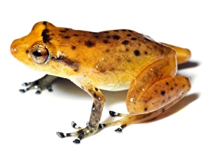 Esmeralda's robber frog Esmeralda's robber frog