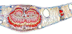 Eucalyptus leaf cross-section print