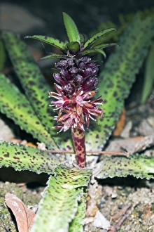 Unique Flower Arrangements Prints: Eucomis vandermerwe
