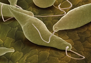 Euglena gracilis, SEM Euglena gracilis, SEM