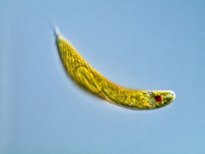 Prints of Euglena protozoan. Differential interference contrast micrograph of the flagellate protozoan Euglena spirogyra Images Dated 2009 November: Euglena Protozoan Print, Light Micrograph
