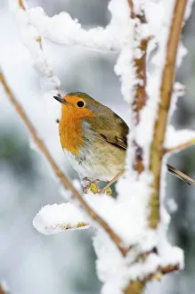 European robin perched in a sycamore tree European robin perched in a sycamore tree