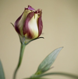 Cut Flower Arrangements Prints: Eustoma Kyoto