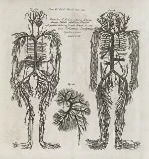 Abridged Collection: Evelyn table blood vessels, 17th century