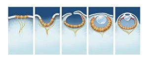 Prints of Evolution of the eye, computer artwork. It is thought that the eye originated as a patch of light-sensitive cells (left) on the organisms surface Images Dated 2013 January: Evolution of the Eye Print