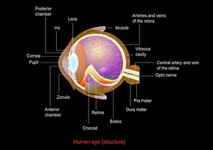 Eye anatomy, artwork Eye anatomy, artwork