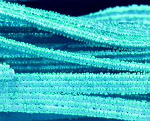 SEM Eye Lens Print, Coloured Scanning Electron Micrograph