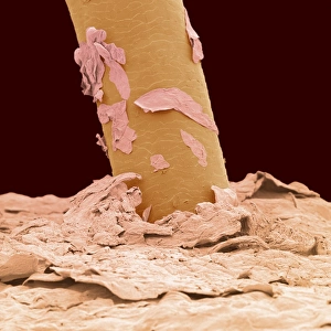 Coloured SEM Images Prints: Eyelash, SEM