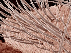 SEM Eyelashes Print, Coloured Scanning Electron Micrograph