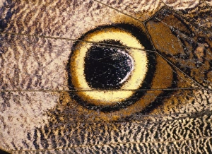 Eyespot on wing of butterfly, Eriphanis polyxena Eyespot on wing of butterfly, Eriphanis polyxena