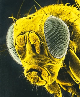 F/col SEM of head of fruit fly, Drosophila sp F/col SEM of head of fruit fly, Drosophila sp