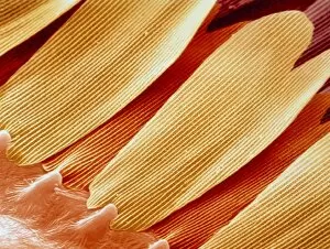 Images Dated 23rd January 1995: F / col SEM of scales on Swallowtail butterfly wing