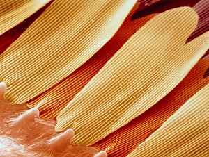 F/col SEM of scales on Swallowtail butterfly wing F/col SEM of scales on Swallowtail butterfly wing