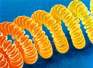 F/col SEM of the tungsten filament of a light bulb F/col SEM of the tungsten filament of a light bulb