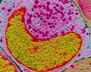 F/col TEM of myelocyte in bone marrow F/col TEM of myelocyte in bone marrow
