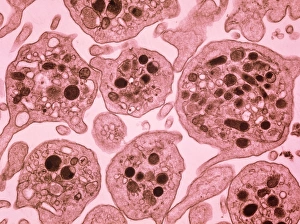 F/col TEM of section through blood platelets F/col TEM of section through blood platelets