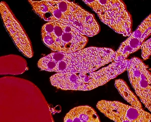 F/col TEM Unactivated blood platelets F/col TEM Unactivated blood platelets