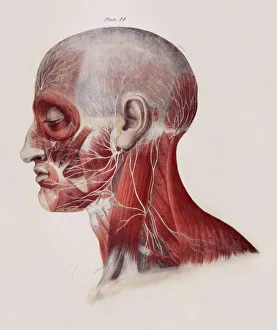 Images Dated 8th February 2005: Facial Nerve Dissection Print