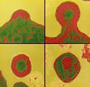 Fal-col TEM sequence of budding Aids virus Fal-col TEM sequence of budding Aids virus