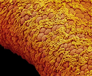 Coloured SEM Images Prints: Fallopian tube