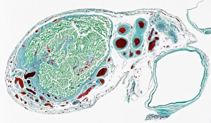 Female Reproductive System Prints: Fallopian tube section, light micrograph