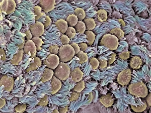 Fallopian Tube Print, SEM