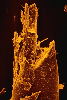 False-col SEM of beard hair cut by electric razor False-col SEM of beard hair cut by electric razor
