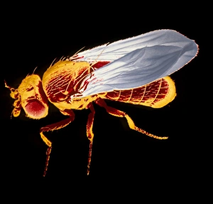 Fruit Fly SEM Prints: False-col SEM of fruit fly