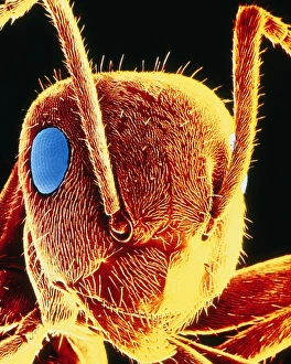 False-col SEM of the head of a black garden ant False-col SEM of the head of a black garden ant