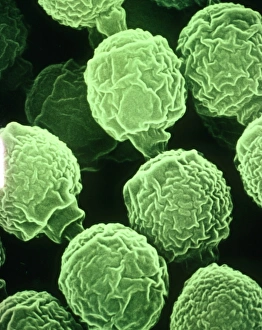 False-col SEM of Penicillium chrysogenum False-col SEM of Penicillium chrysogenum