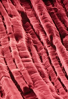 False-col SEM of surface of cooked roast beef False-col SEM of surface of cooked roast beef
