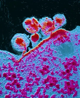 False-col TEM of AIDS virus budding from T-cell False-col TEM of AIDS virus budding from T-cell