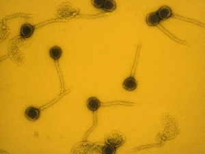 Virology Images Prints: False-col TEM of Lambda bacteriophages