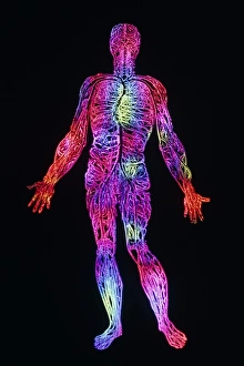 False-colour engraving of the venous system False-colour engraving of the venous system