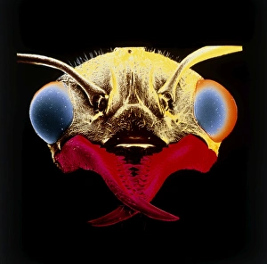 False colour scanning EM, head of bulldog ant False colour scanning EM, head of bulldog ant