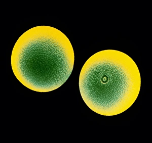 False-colour SEM of cocksfoot grass False-colour SEM of cocksfoot grass