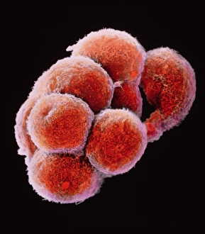 False-colour SEM of embryo at the morula stage False-colour SEM of embryo at the morula stage