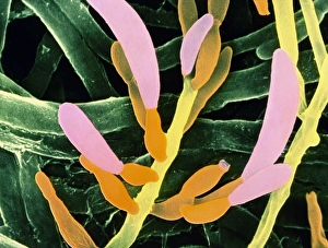 False-colour SEM of the fungus Fusarium oxysporum False-colour SEM of the fungus Fusarium oxysporum