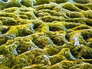 False-colour SEM of gastric glands of stomach False-colour SEM of gastric glands of stomach