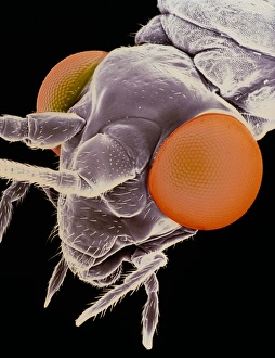 Images Dated 1990: False-colour SEM Print of Lacewing Head