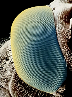 Images Dated 1990: False-colour SEM Print of a Hoverfly's Eye