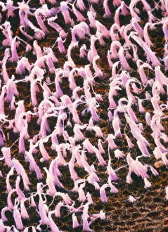 False-colour SEM of macula utriculi of inner ear False-colour SEM of macula utriculi of inner ear