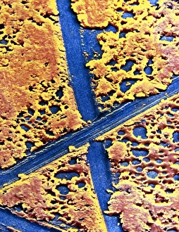 False-colour SEM of molybdenum disulphide False-colour SEM of molybdenum disulphide